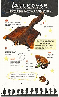 ムササビのからだ