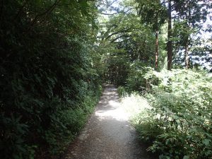 ②4号路側（北側）の平坦な山道を進む