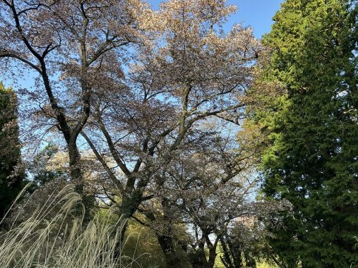 4/11一丁平の桜は散り始め