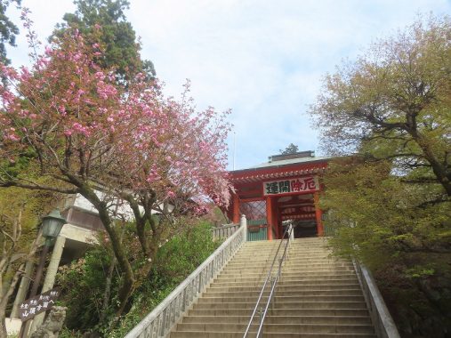 4/12薬王院の桜は散り始め