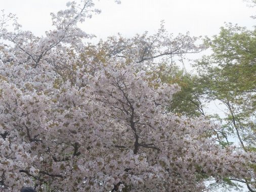 4/12山頂の桜は見頃～散り始め