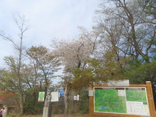 4/12山頂②見頃～散り始め