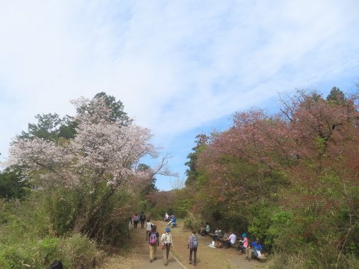 4/12もみじ台の桜は見頃～散り始め